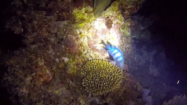 Moray eel on the night hunt. Red sea. Egipt. 20.09.2017 смотреть онлайн