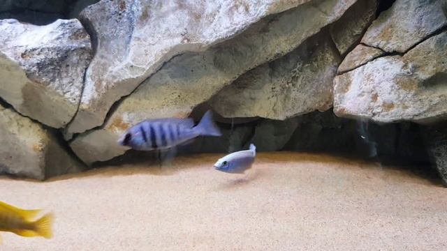 Juwel Rio 450 Aulonocara (Malawi) aquarium смотреть онлайн