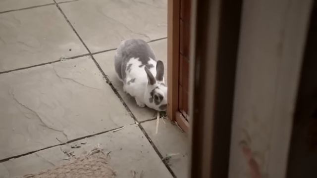 Tosia I Tymek Po Polsku | Wiggles' Wycieczka | Topsy And Tim Polish