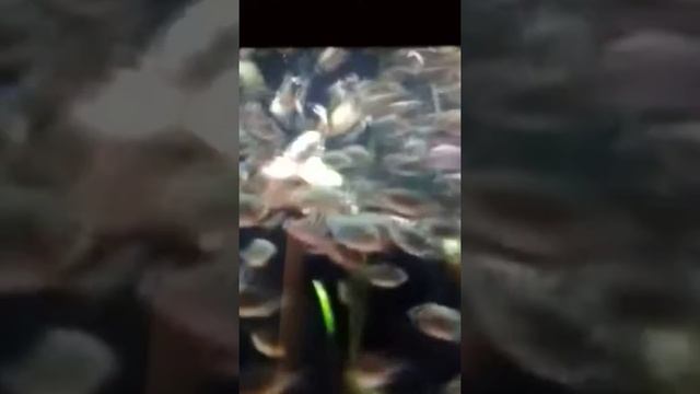 Пираньи.Аквариум - 2019 смотреть онлайн