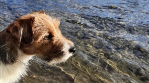 НАПАЛА НА МОНСТРА! Джек-Рассел-терьер Кендис