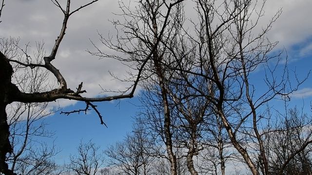 Звуки природы. Пение северных птиц. Мурманск. Май. смотреть онлайн