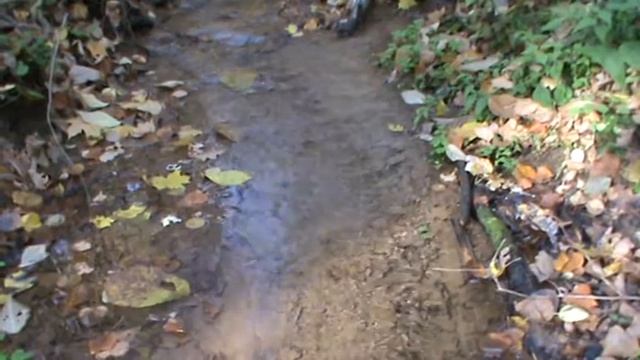 Лесной ручей. смотреть онлайн