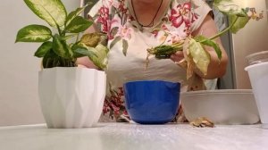 100 дней пересадки: диффенбахия камилла