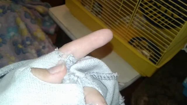 Хомяки уже гуляют😉 смотреть онлайн