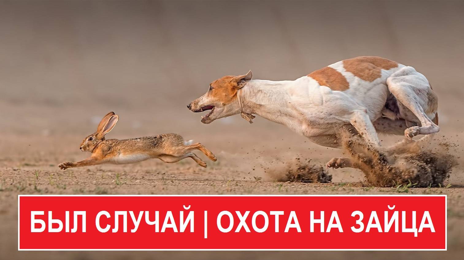 Был случай | Охота на зайца