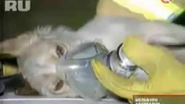 Помощник пожарных спас котят