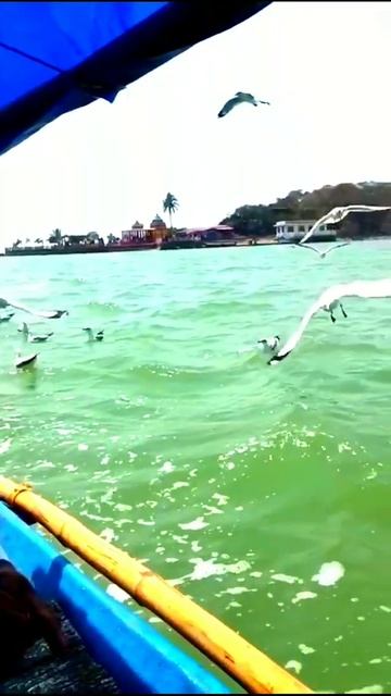Common migratory birds of chilika❤. #Maa_Kalijai🖤 смотреть онлайн