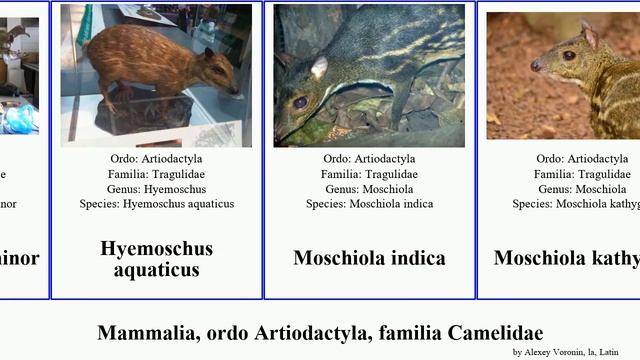 Mammalia, ordo Artiodactyla, familia Camelidae tragulus minor indica nigricans aquaticus ferus смотреть онлайн