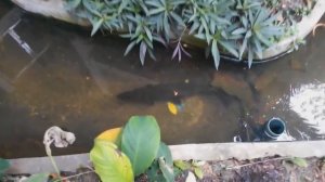 Змеиная ферма в Бангкоке (Институт Пастера)