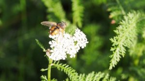 Igelfliege auf einer Blume hedgehog fly on a flower =)