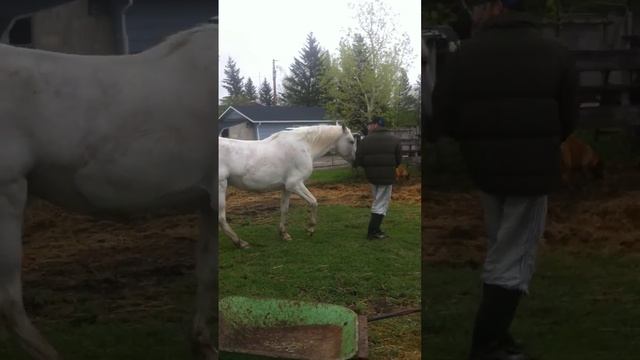 Horse shoulder injury Storm 2 смотреть онлайн
