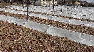 Виноград в Беларуси: провожаем зиму встречаем весну. Работы на винограднике