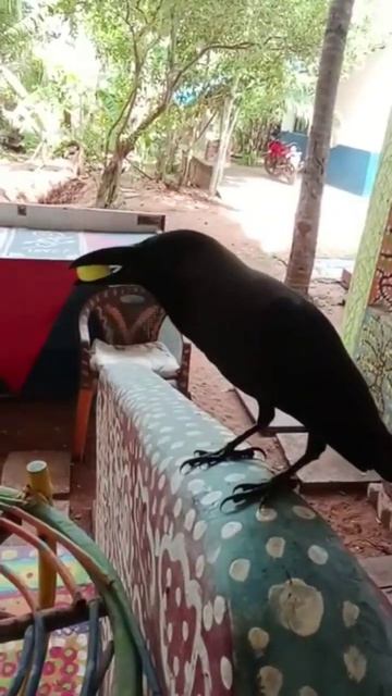 Ворон Граф прилетел покушать винограда, киса ест свой корм. Индийская прирученная семья. смотреть онлайн