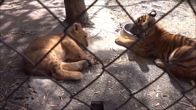 ЛЕВ И ТИГР смотреть онлайн