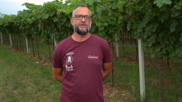 L’innovazione contro l’oidio e il black rot della vite nel Veronese смотреть онлайн