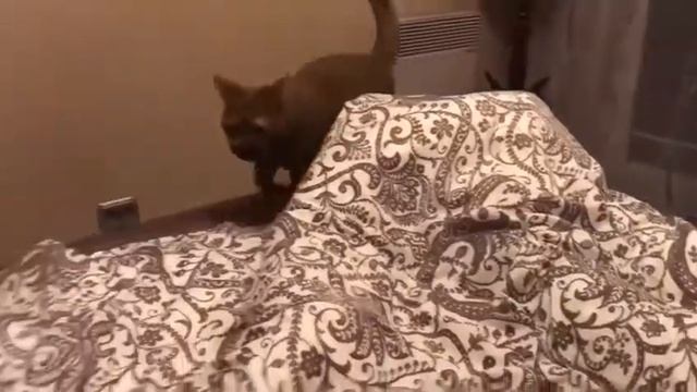 138 Британская кошка принесла мне мышку) 11.07.2018 смотреть онлайн