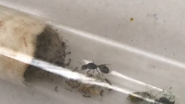 7 Kraliçeli Koloni Yeniden.. Part 2 / Tetramorium Savaşları смотреть онлайн