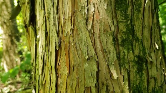 ID That Tree: Bald Cypress смотреть онлайн