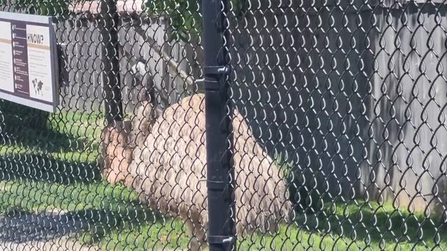 Ararat Ridge Zoo - Emu смотреть онлайн
