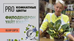 Филодендрон Уайт Кнайт. Обзор сорта. Интересное комнатное и неприхотливое растение для дома и офиса.