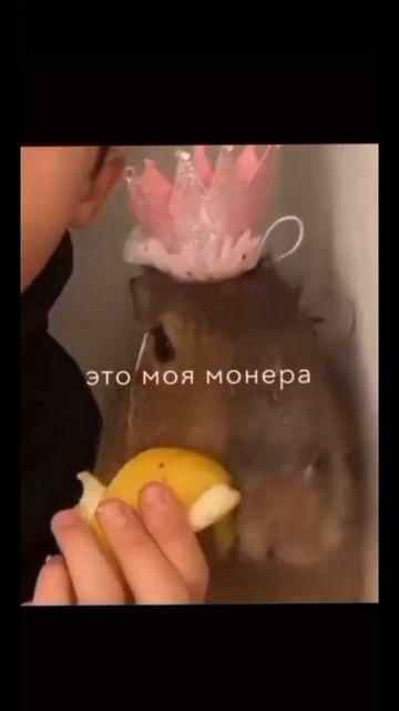 капибара #капибара #животные #инстасамка #музыка #амням #вреки #актив #говрек смотреть онлайн