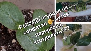 Рассада огурцов на салфетке чуток переросла? Не беда всё можно исправить!