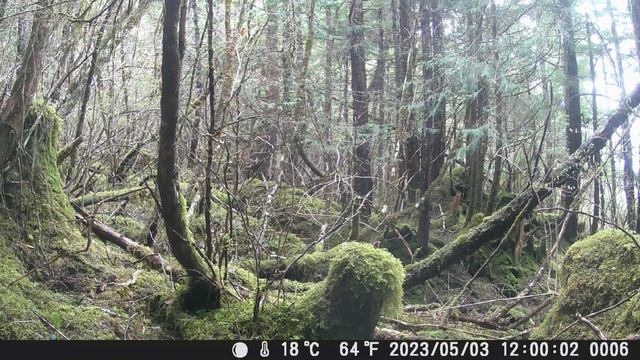 Something Tripped My Game Camera! Help Me Find IT! смотреть онлайн