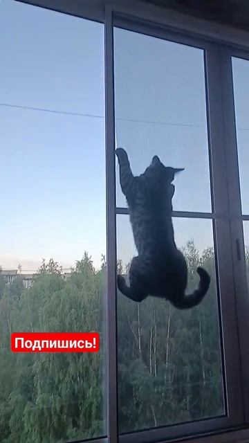 Забралась на окно?😱 Подпишись если любишь котиков!😺 #мила #кошка #shorts смотреть онлайн