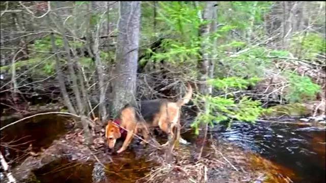 ПРОВЕРЯЕМ СОЛОНЦЫ. Русская гончая Лайма вл. Шатров В.А. #природа #собака #nature #hunting смотреть онлайн