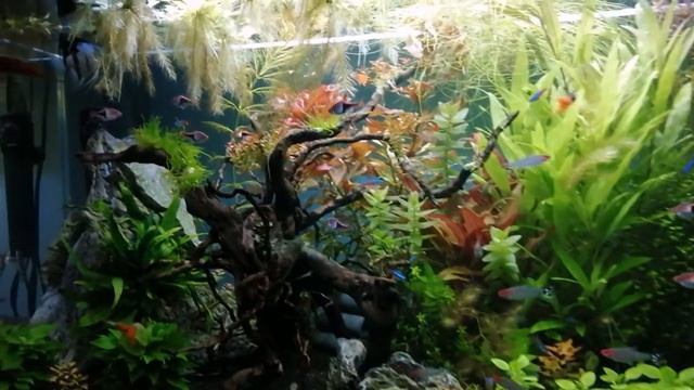 Aquael Opti Set 200 - 78 Dni, Przed Przecinką Roślin