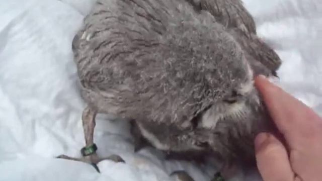 Pulli 2014 di Assiolo faccia bianca (Ptilopsis leucotis) #5 26/03/2014 смотреть онлайн