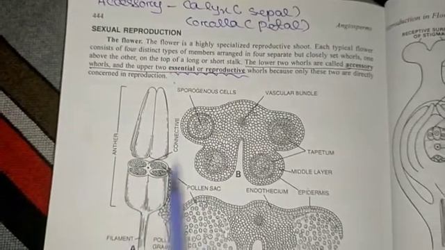 Reproduction in Plants For OSSTET and CHT|| Concept Class || Reproduction|| Botany || Biology Class смотреть онлайн