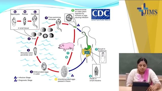 Topic : Trematode - Part III (Liver Fluke Cont, Intestinal Fluke) смотреть онлайн