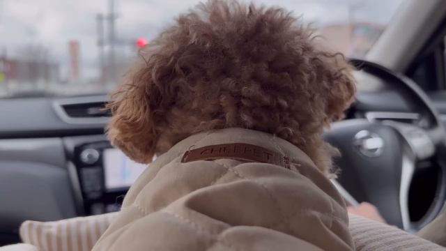 #87 夫婦の休日，スープとパンで始まる1日，夕食は夫のリクエストで和食，川沿いの桜housewife's Daily Life