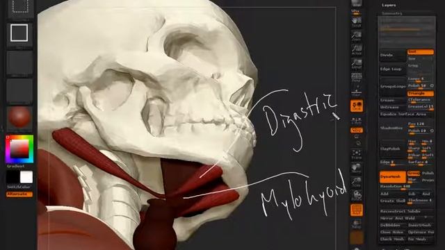Z-BRUSH/Mylohyoid , Digastic & OMOHYOID/ VIDEO_37 смотреть онлайн