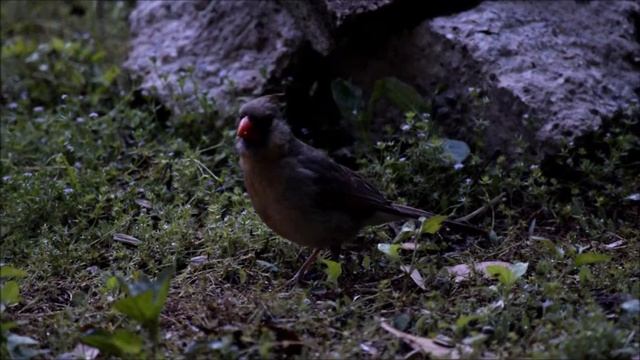 Birds of the Spring смотреть онлайн