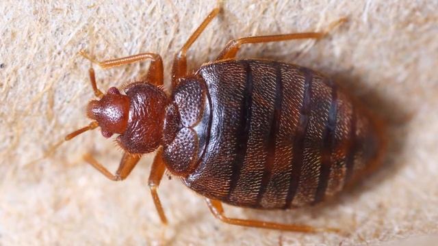 What Do Bed Bugs Actually Eat? (Gross!) смотреть онлайн