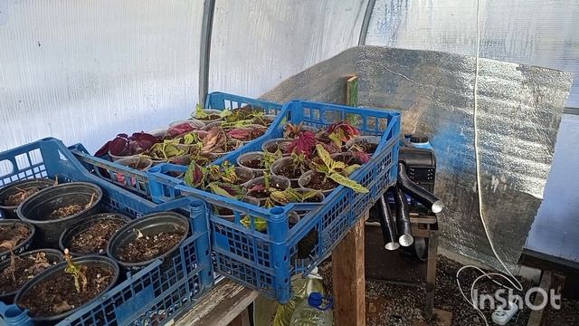 Мои растения в конце зимы.