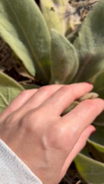 Mullein 😻 #soft #fuzzy #plant #naturetv #natureshorts #randomfinds #herb #asmrsounds