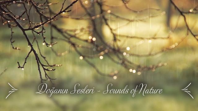 Yağmur Sesi - Rüzgar Sesi ormandaki rahatlatıcı sesler смотреть онлайн