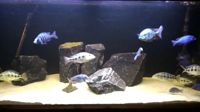 New rock in the mixed tank.