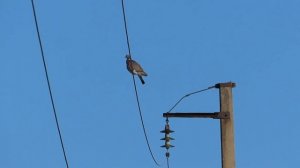 №3295  09 04 2023  Вяхирь и его голос