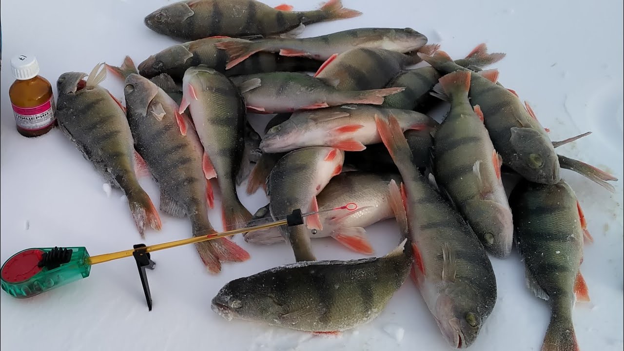 Рыбалка на окуня зимой на мормышки. смотреть онлайн