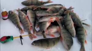 Рыбалка на окуня зимой на мормышки.