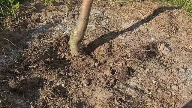 BROS ЭКСПЕРИМЕНТ. Эффективное средство от муравьев. Борьба с садовыми муравьями смотреть онлайн