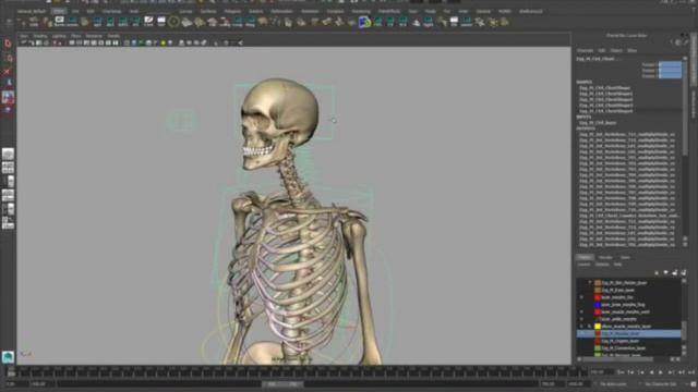 Zygote Rigged 3D Model Preorder Announcement смотреть онлайн
