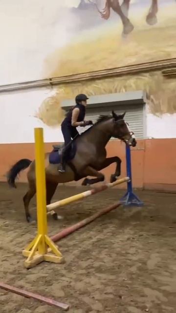 Конкур❤️ смотреть онлайн