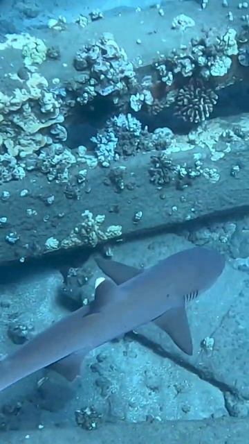 Up close with a Whitetip reef shark 🦈 смотреть онлайн