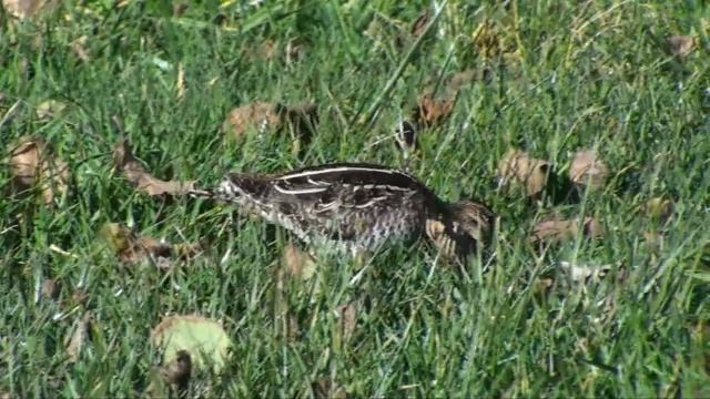 Common Snipe very close смотреть онлайн
